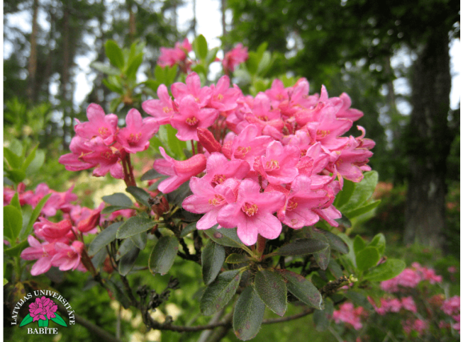 Rhododendron ferrugineum